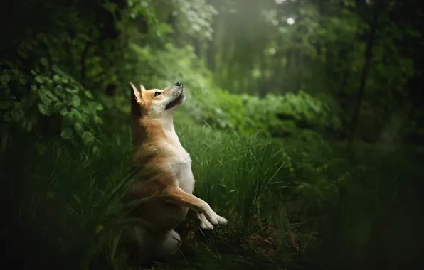 Look, nature, each, dog
