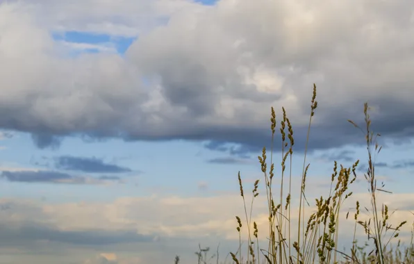 The sky, clouds, Grass, Siberia