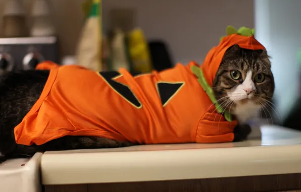 Picture cat, clothing, costume