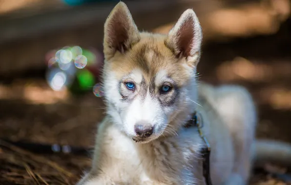 Look, each, dog, husky
