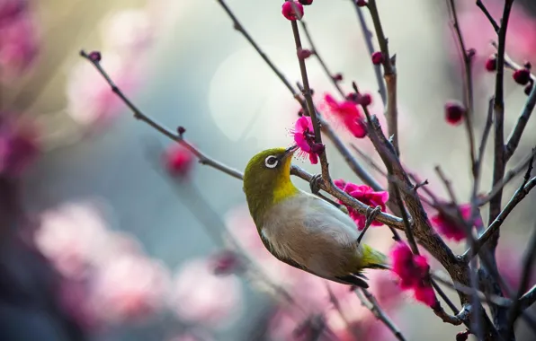 Flowers, branches, nature, background, bird, spring, bird, flowering