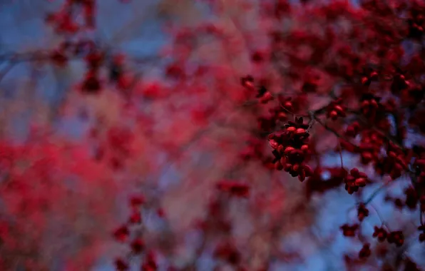 Picture blue, red, Tree, blur, fruit, bokeh