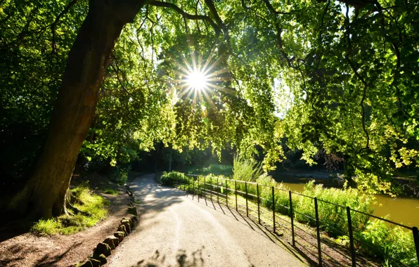 Picture the sun, rays, light, trees, lake, Park, shore, foliage