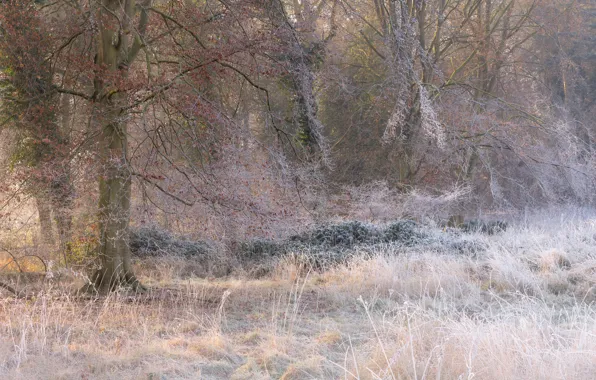 Picture frost, grass, trees, Icing