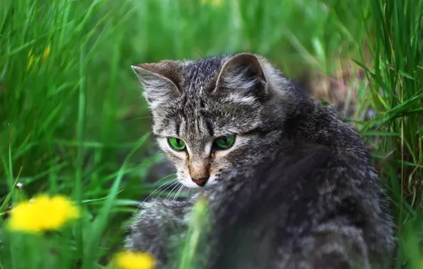 Cat, look, weed, kitty