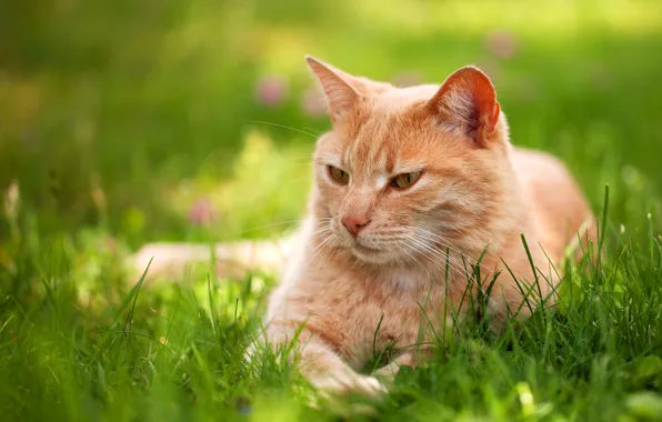 Picture greens, cat, summer, grass, cat, look, pose, stay