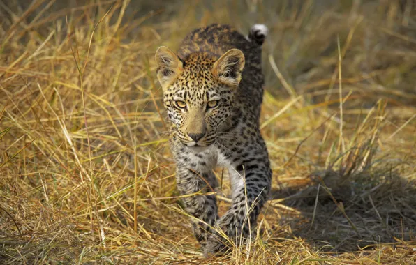 Grass, look, kitty, leopard, walk, cub, sneaks, teen