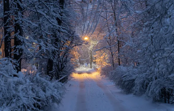 Snow, street, the evening, lantern