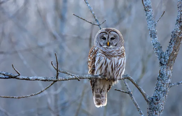 Picture trees, branches, owl, bird, grey background, owl