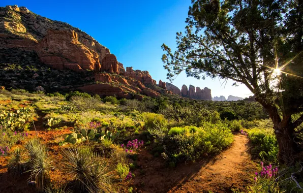 The sky, the sun, trees, flowers, rocks, valley, canyon, cacti