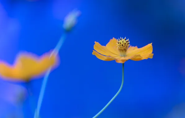 Flowers, nature, plant, petals