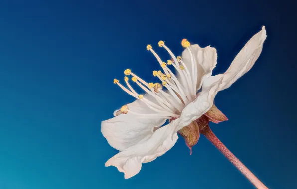 Picture flower, petals, stalk, stamens