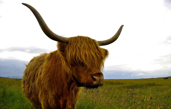 Nature, background, Highland cattle