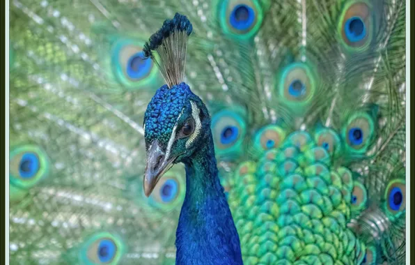 Bird, picture, art, peacock, ART, picture, Bird, peacock
