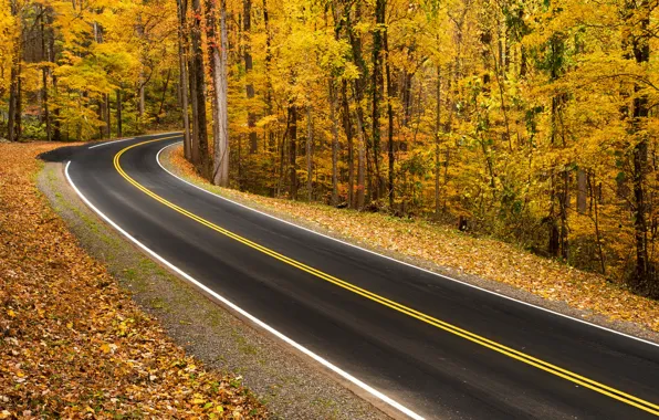 Road, autumn, forest, landscape, nature