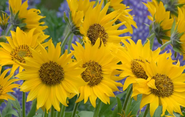 Flowers, sunflower, yellow flower