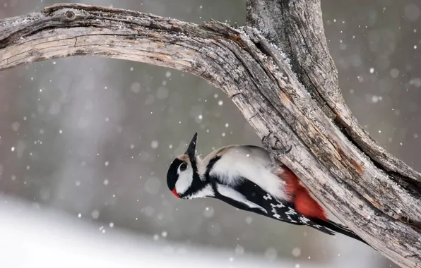Picture tree, bird, Great Spotted Woodpecker