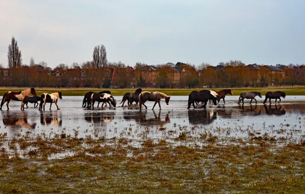 Picture autumn, reflection, shore, horses, horse, houses, pond, the herd