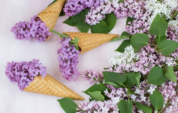 Flowers, horn, flowers, lilac, lilac, cone