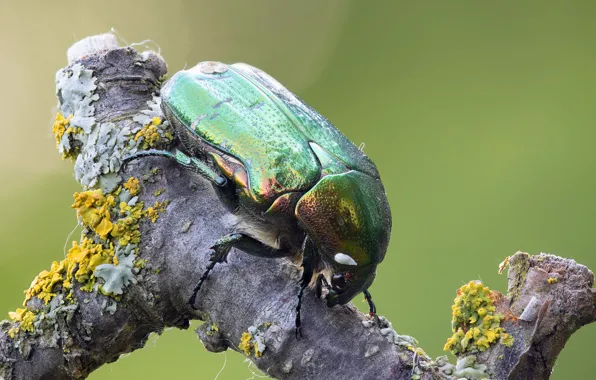Macro, beetle, insect