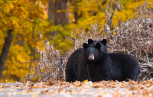 Autumn, forest, branches, nature, foliage, bear, bears, the bushes