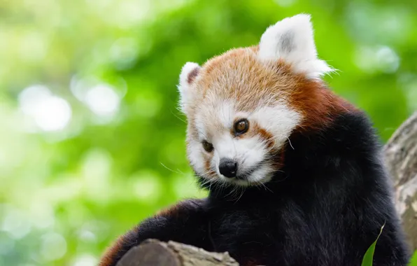 Look, face, pose, background, portrait, cute, red Panda, cutie