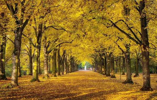Picture autumn, nature, Park, foliage, Russia, alley