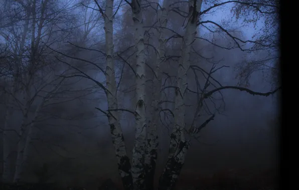 Forest, trees, nature, fog, Italy, twilight, birch, Italy