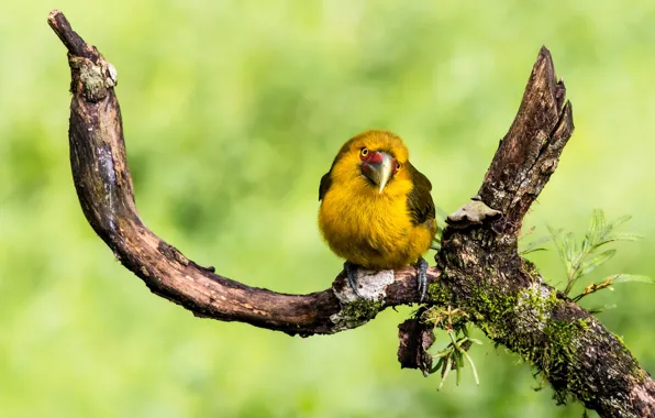 Look, leaves, bird, branch, beak, snag, green background, yellow