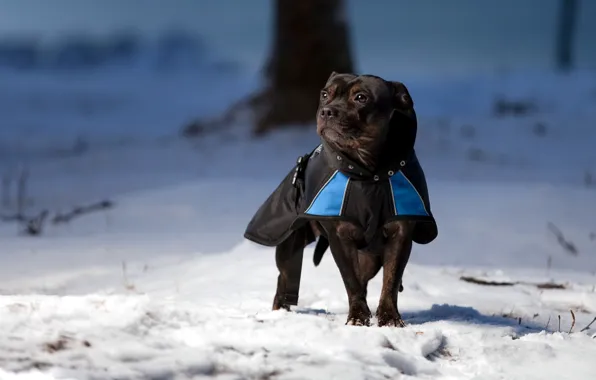 Winter, look, each, dog