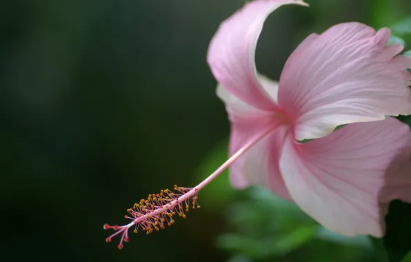 Picture flower, petals, hibiscus