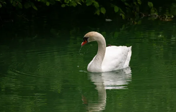 Bird, Swan, pond