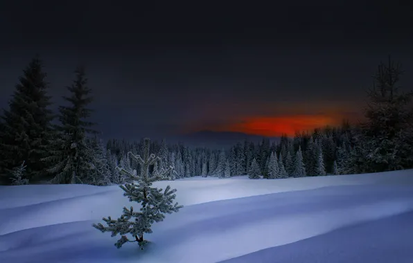 Winter, sunset, Bulgaria, Winter in Rhodope, Rodopi