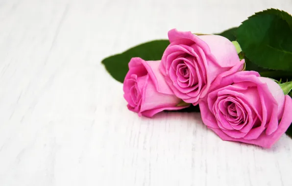 Wallpaper white, table, background, roses, pink, wood, pink, roses