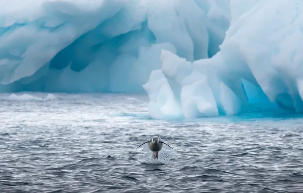 Water, squirt, ice, penguin, Antarctic Penguins