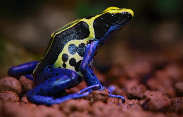 Picture colors, frog, poisonous