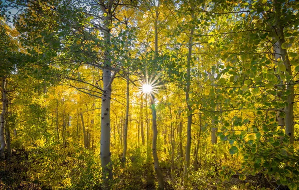 Autumn, forest, nature