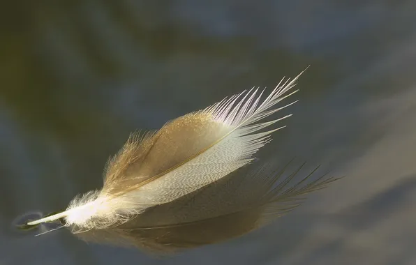 Water, macro, reflection, pen, a feather