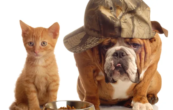 Picture kitty, dog, bulldog, cap, bowl