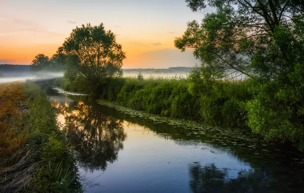 Trees, fog, river, morning