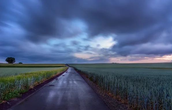 Picture road, field, the evening