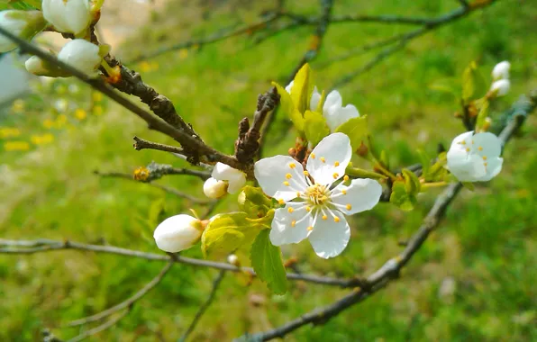 Branch, spring, flowering, blossom
