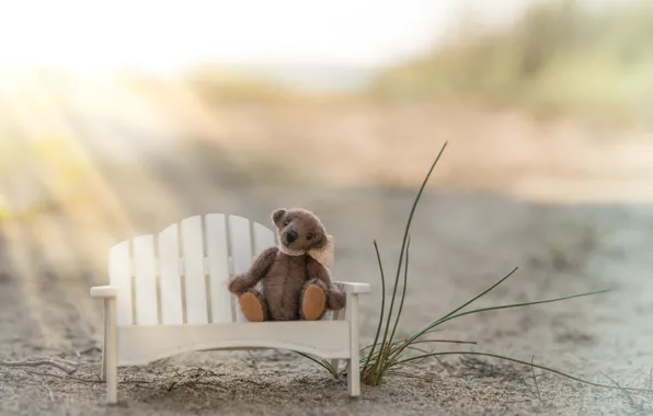 Grass, rays, light, bench, childhood, background, mood, toy