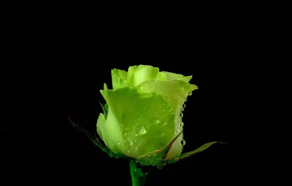 BACKGROUND, PETALS, DROPS, GREEN, MACRO, ROSE, BUD
