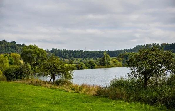 Picture grass, nature, lake, photo, Germany, the bushes, Ellscheid