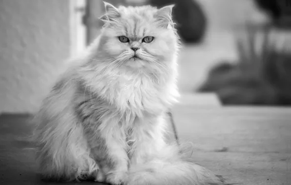 Cat, look, wool