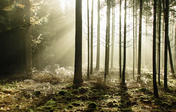 Forest, trees, the rays of the sun