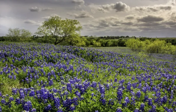 Picture field, flowers, spring