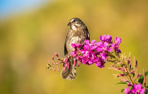 Flowers, bird, pink, yellow background, Ivan-tea, fireweed