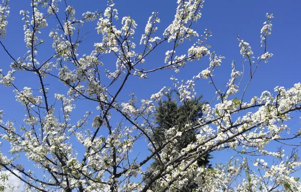 Spring, Spring, Flowering, Flowering